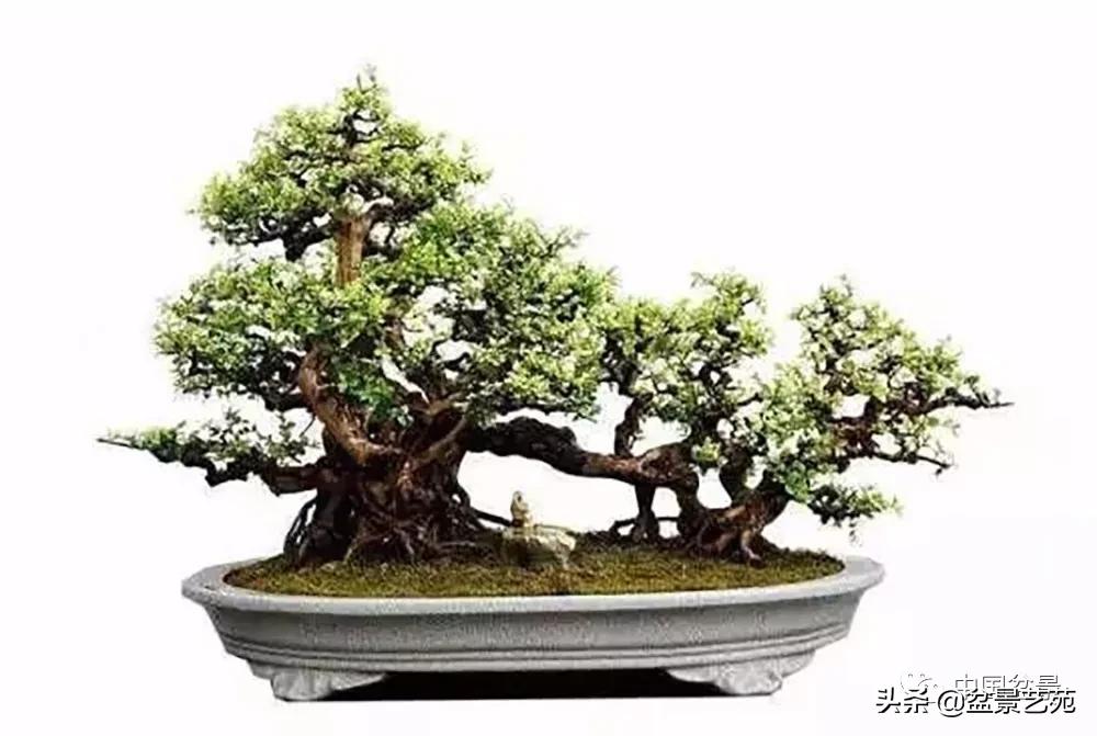 雀梅盆景艺术鉴赏图片,红芽雀梅盆景冬天怎么养护