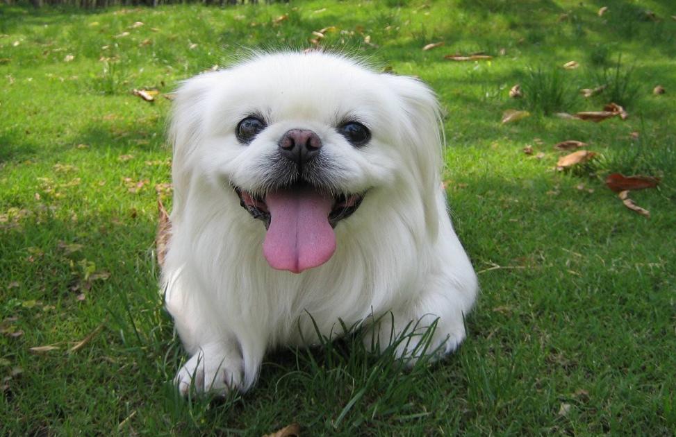 京巴狗为什么不流行了,京巴犬的优点和缺点