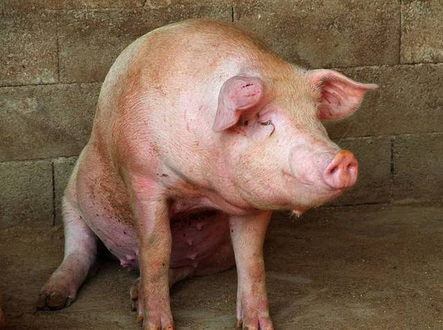 猪附红细胞体病在育肥猪，以及母猪上不同的症状表现方式