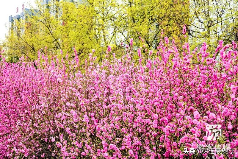 辽宁踏青赏花地点推荐,辽宁春游踏青赏杜鹃花