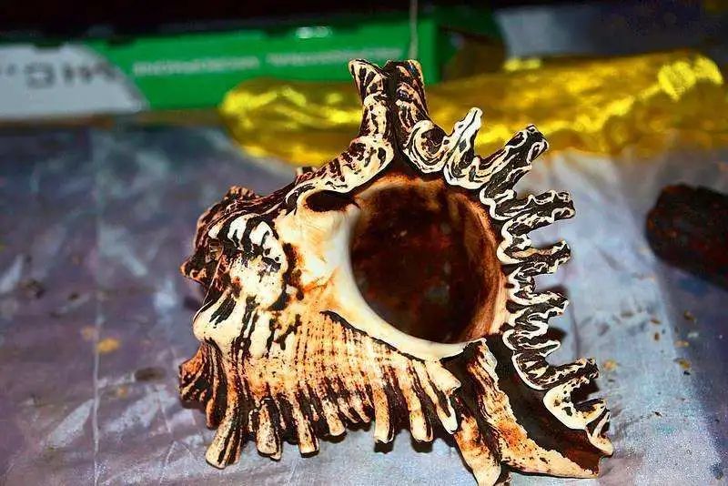 丁真和四川什么关系,丁真背后是谁