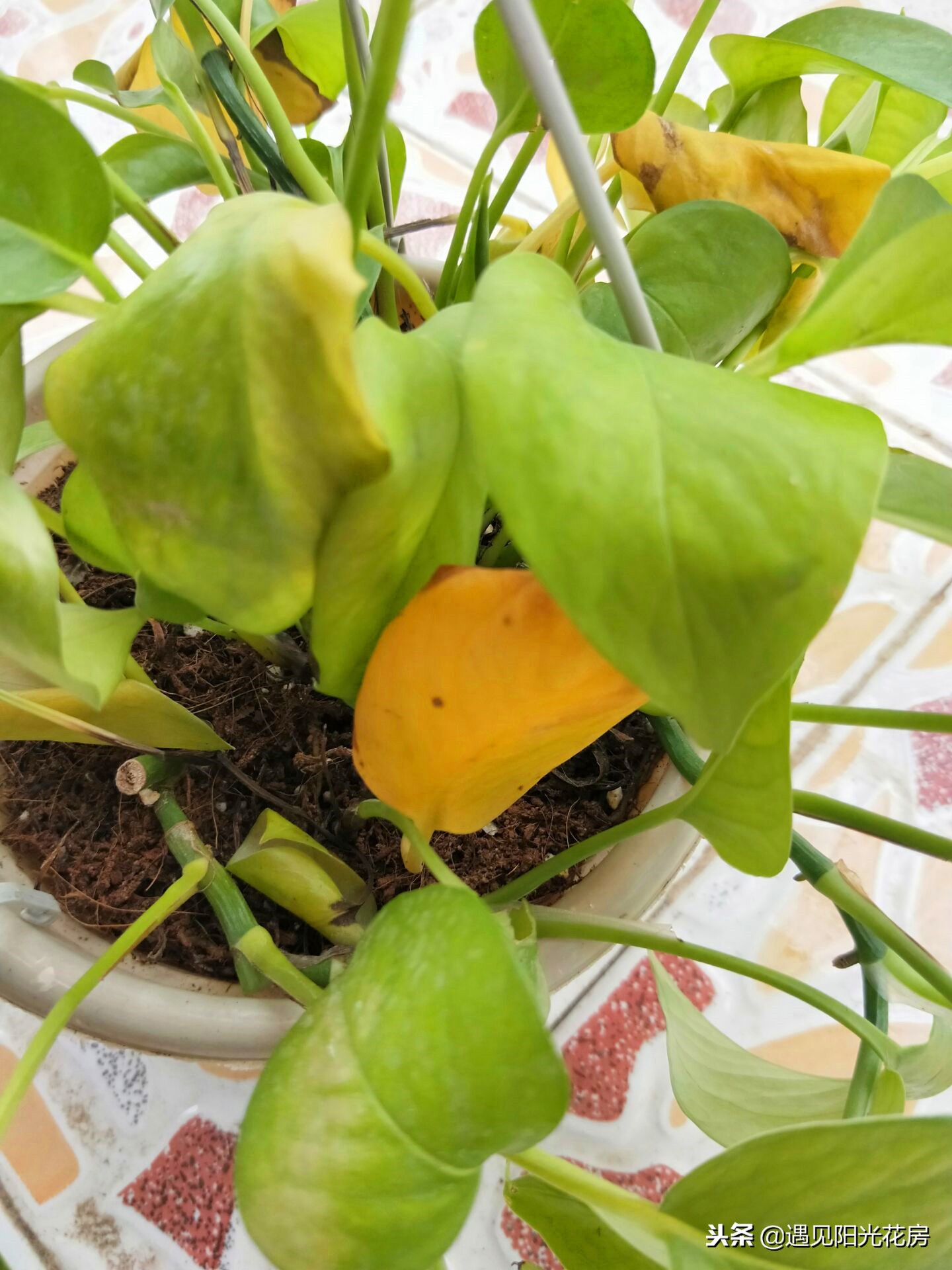 水培绿萝的叶子为什么卷曲不舒展,绿萝新长出来的叶子为什么卷曲