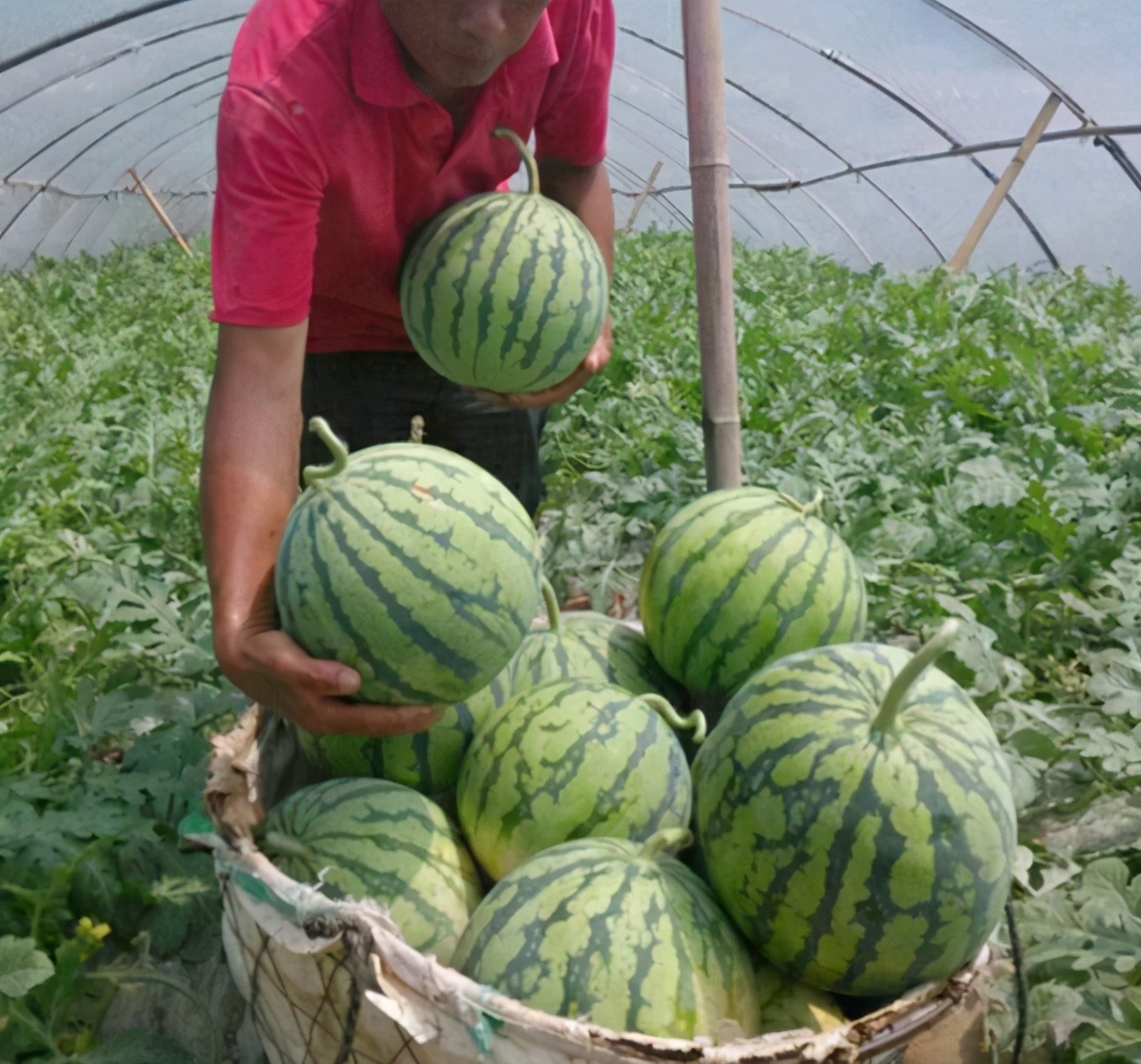 买西瓜拍一拍有用吗,买西瓜怎么挑又甜又熟皮又薄