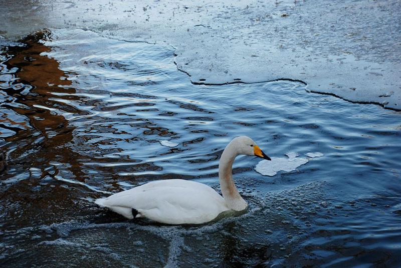 小白瓶和a醇怎么一起用,神仙水搭配小黑瓶还是小棕瓶最好