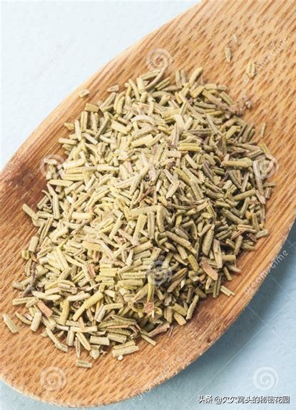 一座可以吃的花园--香草花园2迷迭香