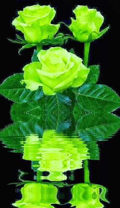 海边水中玫瑰花图片高清大图,最美山水花草倒影图片