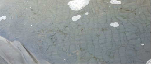 对虾养殖如何防控,对虾养殖风险期及注意事项