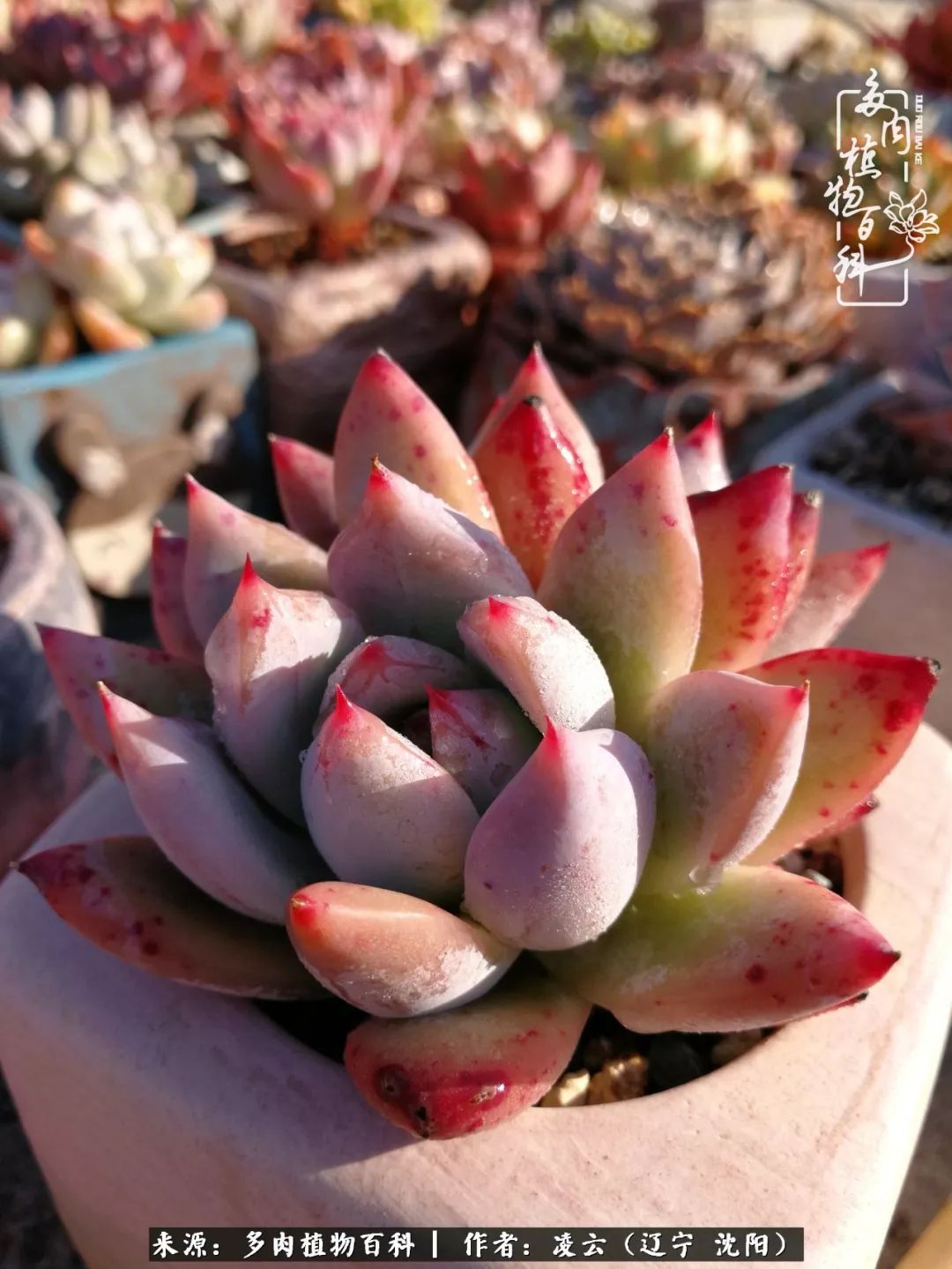 秋闲赏多肉,话育儿,亲生的自家娃,总有一刻让你怦然心动