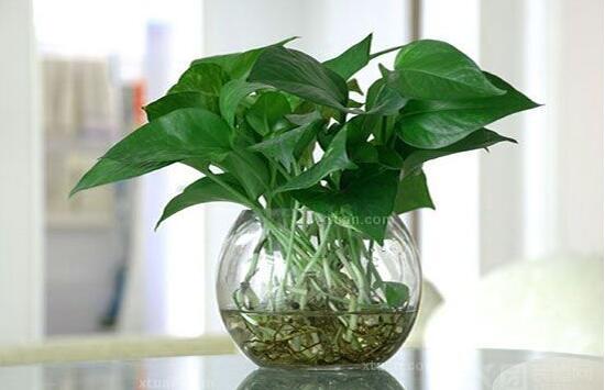 绿萝养殖方法和注意事项和技巧,绿萝的养殖方法和注意事项有什么