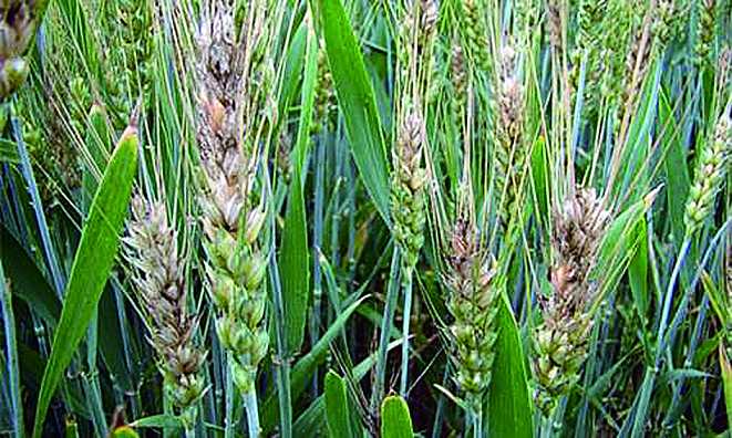 小麦得了赤霉病怎么防治,小麦赤霉病怎么防治最佳时间好