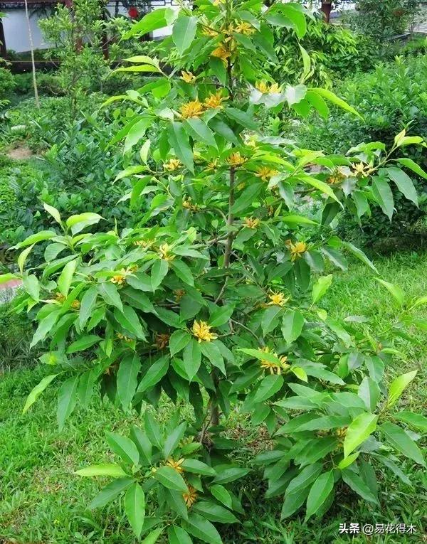 黄桷兰的养殖方法技巧,养黄桷兰的正确方法
