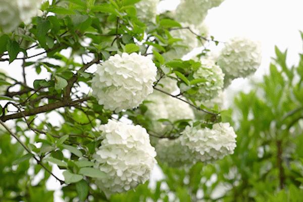 收藏春天的教程,怎么收藏春天