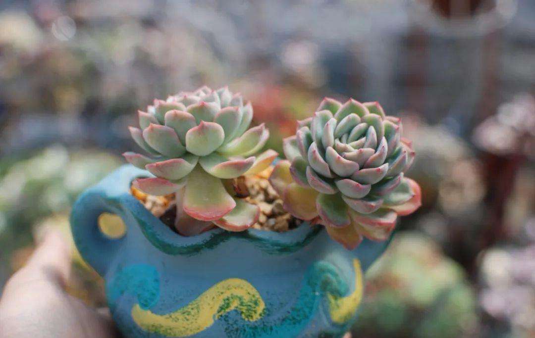 多肉长了小白虫喷白醋,多肉长了小白虫可以用花露水吗