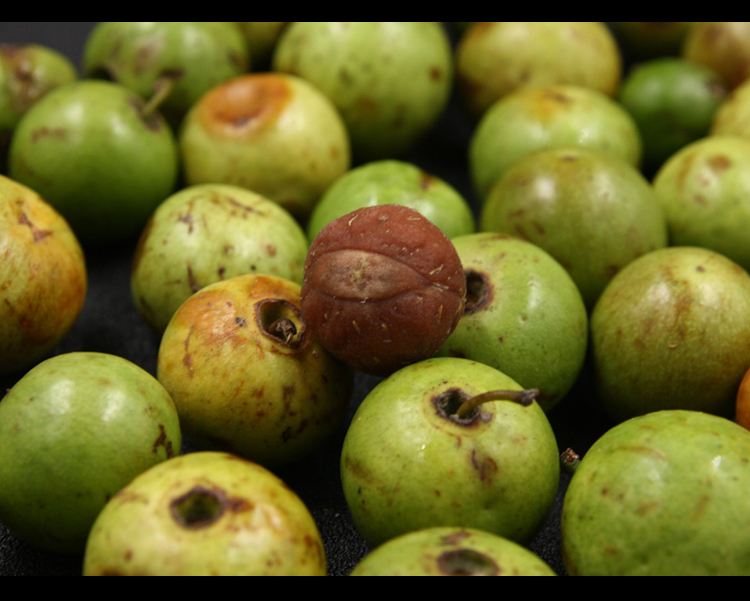 一分钟了解紫檀,凤眼菩提知识大全