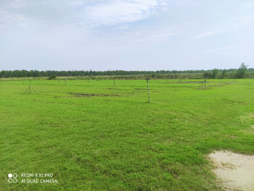 寿北大草原,我们来啦!---探访飞燕草坪寿光双王城基地