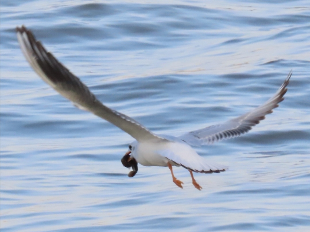 12倍光学变焦数码相机拍摄效果,10倍光学变焦相机拍照片
