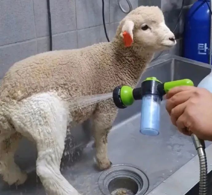 为什么女性越来越喜欢碰瓷,美女碰瓷套路