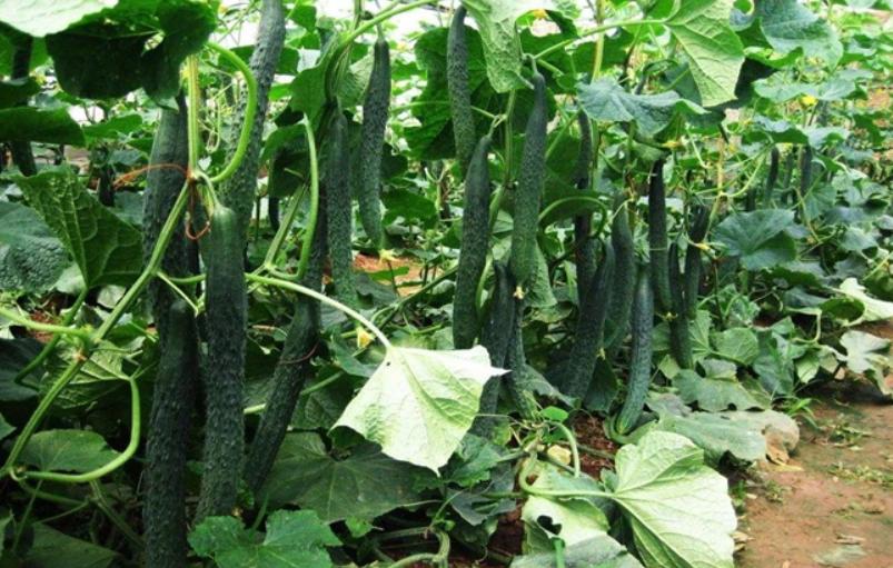 黄瓜种植技术详解视频,阳台黄瓜种植技术与管理法