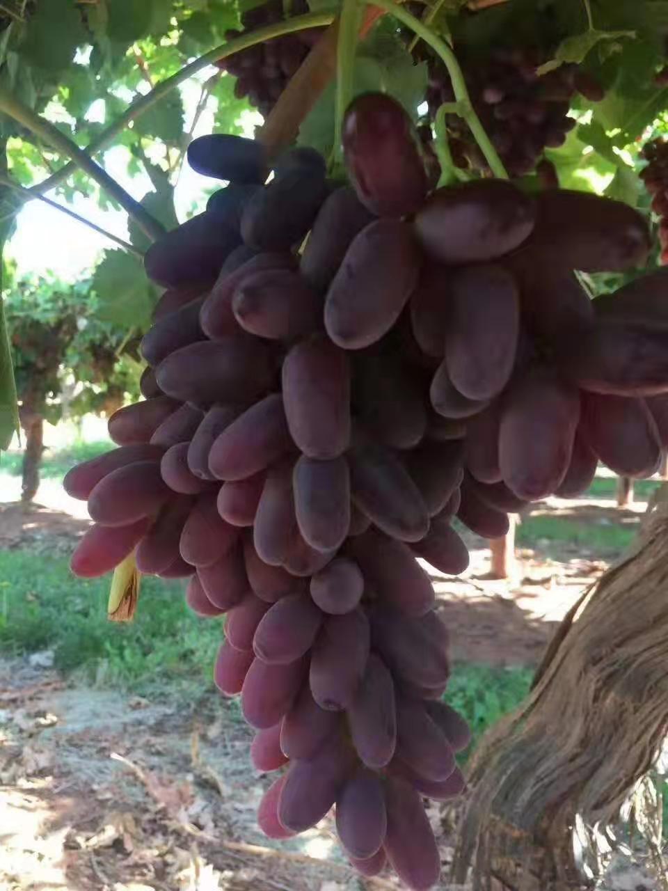 大理“富硒黑提王”张明洪的“三千金”