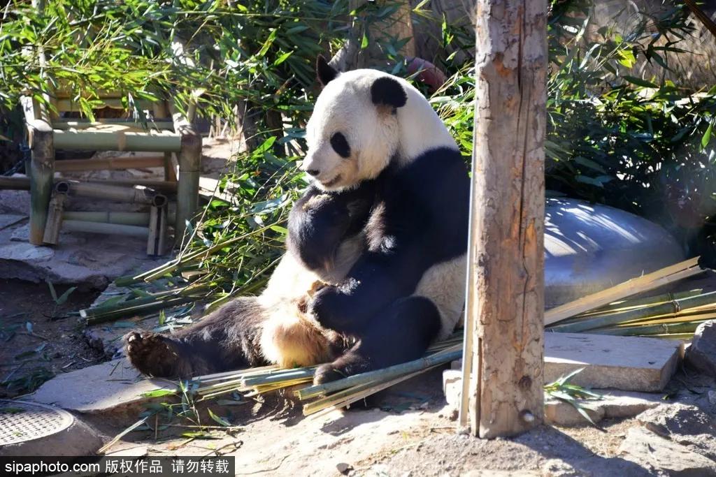 北京春季哪个公园值得去,北京十大免费公园哪些好玩