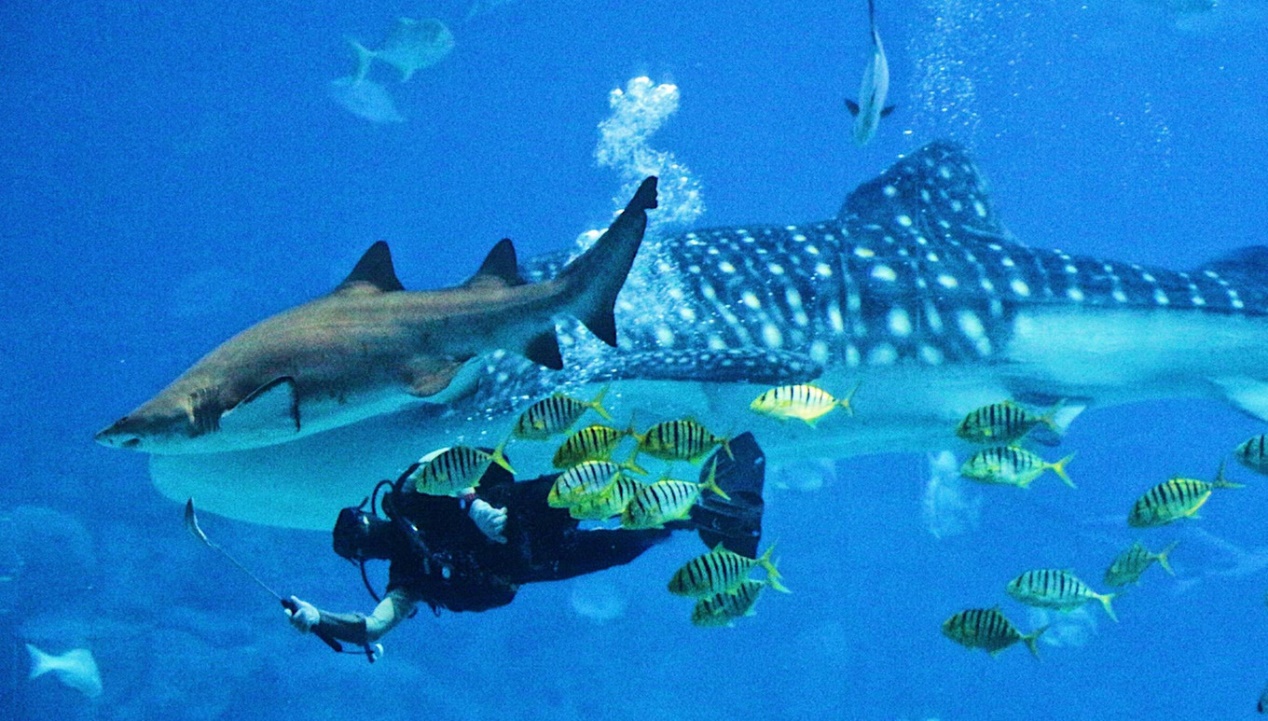 春节一天游珠海长隆游玩攻略,五一珠海长隆旅游攻略