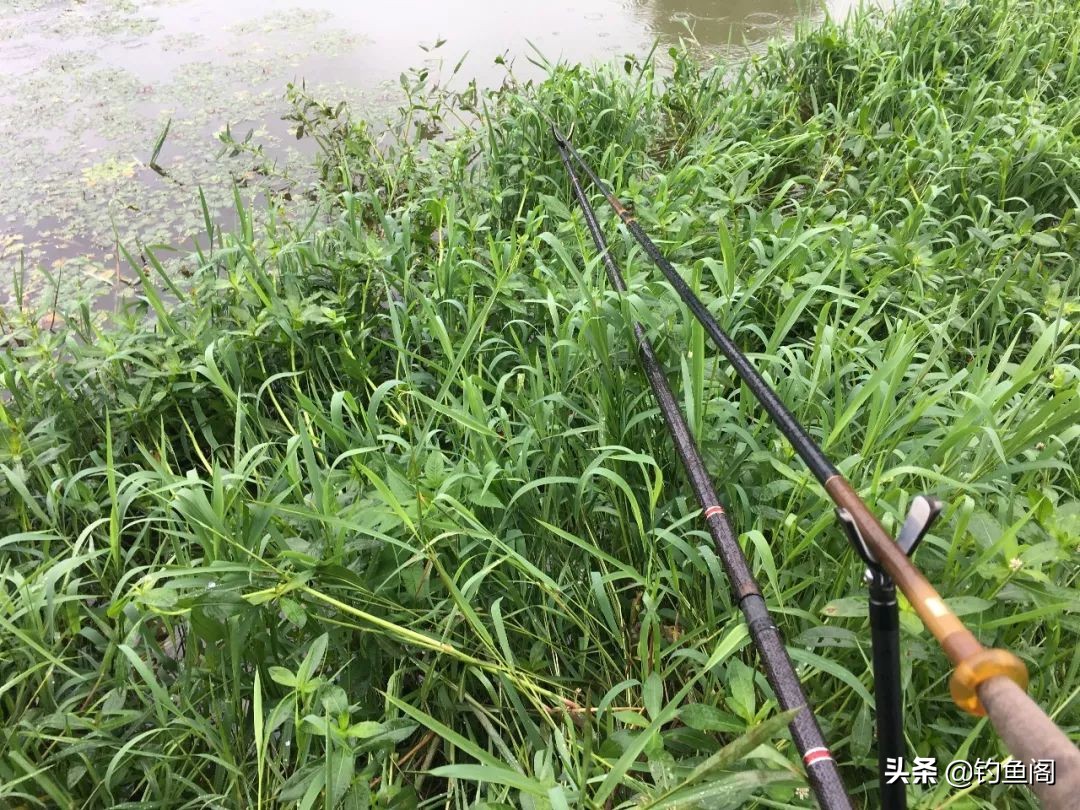 野钓鲫鱼用鲫鱼竿还是综合竿,鲫鱼竿能钓罗非吗