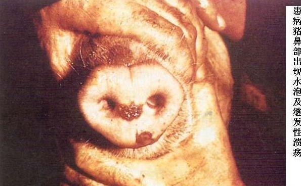 猪水疱病与猪口蹄疫的区别,猪水疱病和口蹄疫的区别