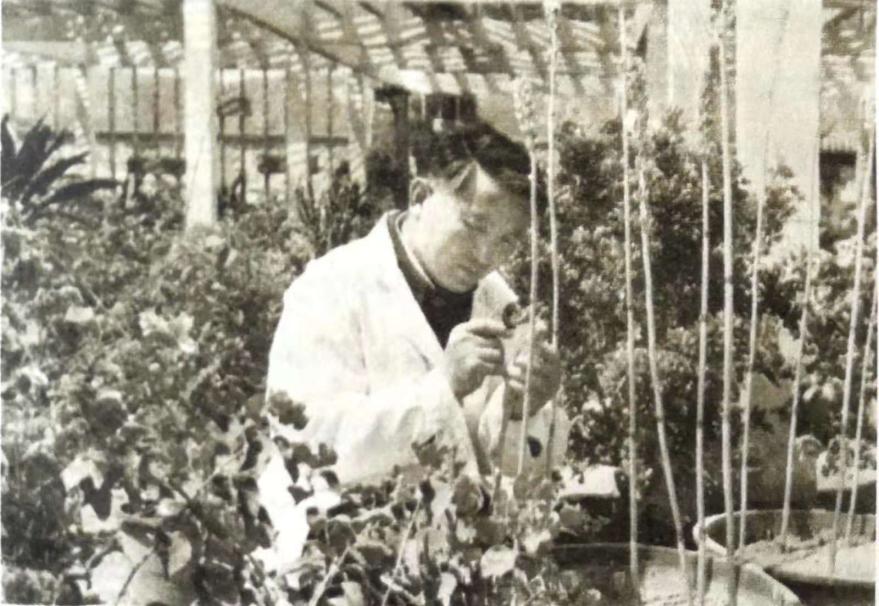 没有经费仍然坚持研究,他揭开了天麻生长的全部奥秘,药农为他立碑塑像