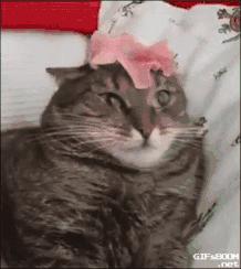 猫咪呕吐一般是什么原因导致的,导致猫咪呕吐的3大原因