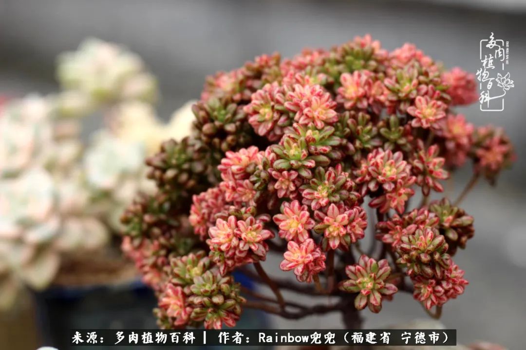 岁月无波澜余生不悲欢是啥意思,愿你岁月无波澜敬我余生无悲欢