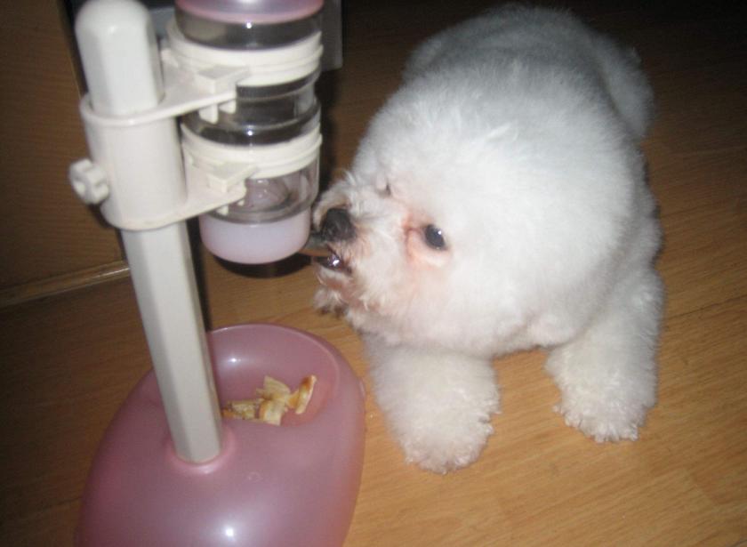 比熊狗嘴巴发黄怎么办,比熊犬嘴巴发臭什么原因