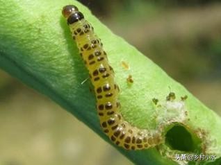 不用农药杀豆角钻心虫的方法,豆角钻心虫最佳治疗方法