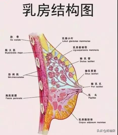 乳腺类疾病投保,隐瞒乳腺结节投保10年