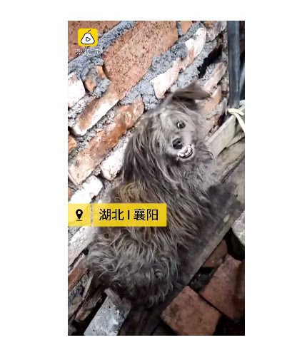 流浪狗全身腐烂救助,流浪狗截肢