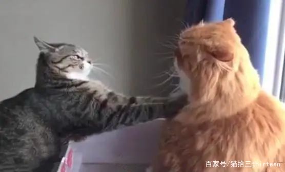 猫咪脾气暴躁爱母鸡蹲,猫咪脾气暴躁爱抓人