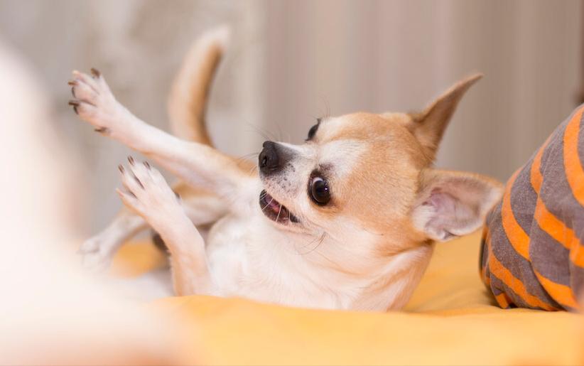 “忽悠”我买吉娃娃的人,你们把我害苦了