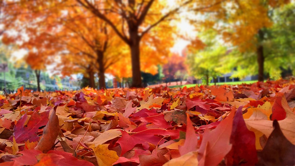 秋天的树叶为什么会变红变黄,秋天树叶为什么会变黄掉下来