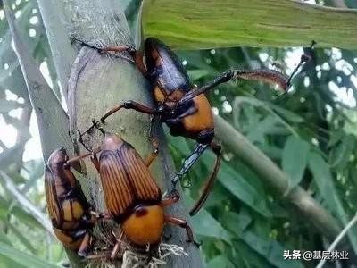 竹林病害防治方法,米竹病虫害防治方法