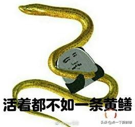 鳝鱼门,黄鳝案曝光主播现在咋样