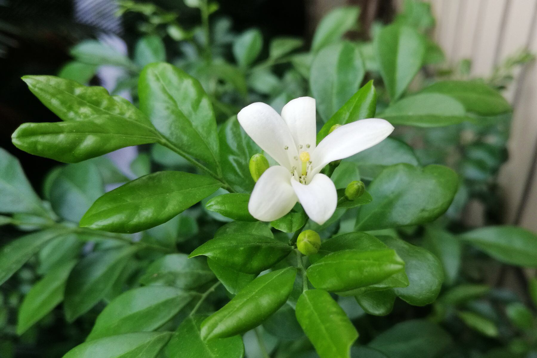 九里香盆景开什么花,九里香花苞不变大