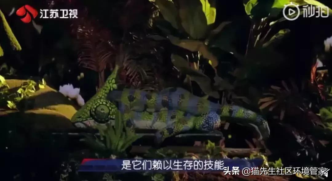 疯狂的裸体彩绘|这世间事十有八九都与垃圾分类有关