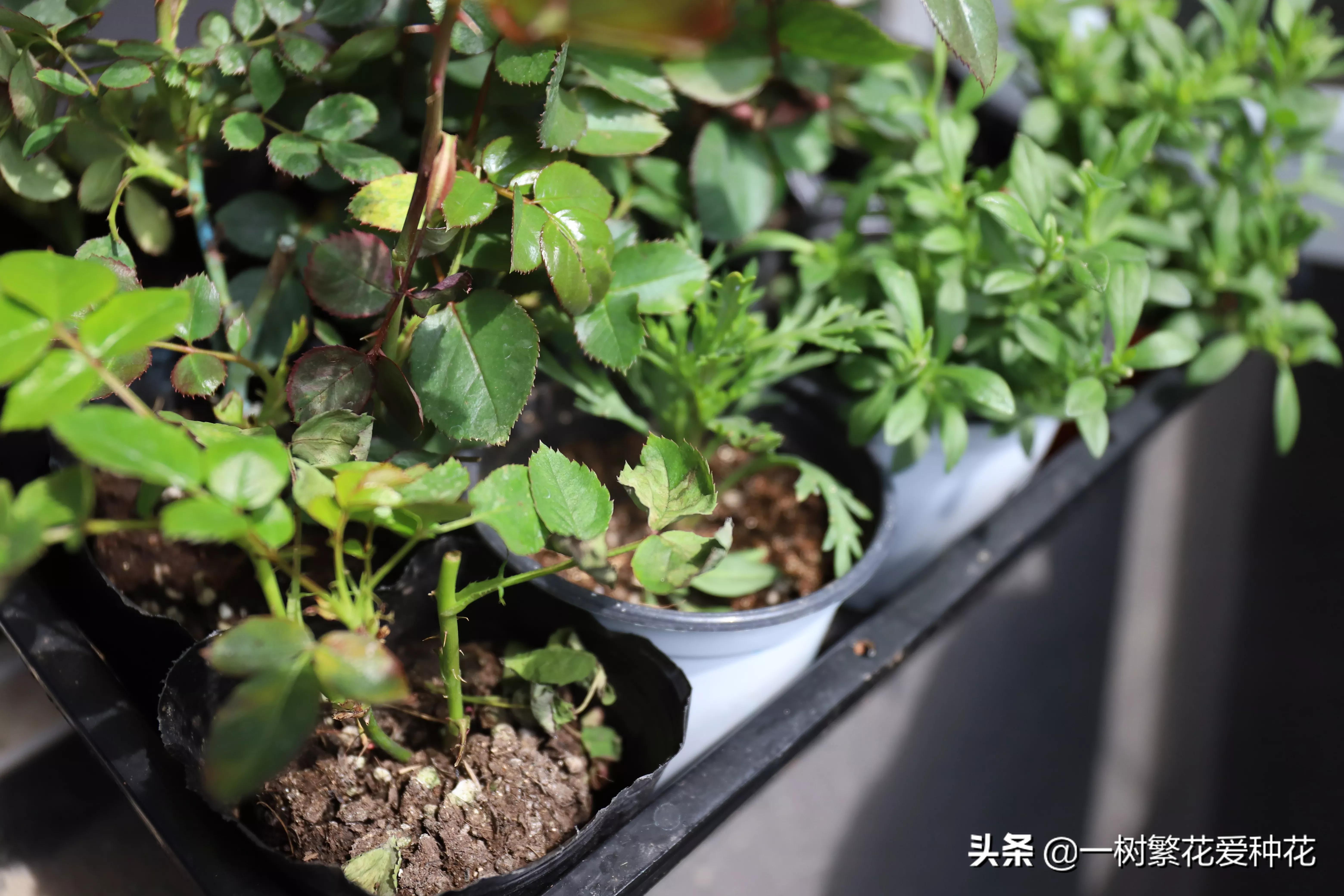 月季开花晒了太阳蔫了补救,月季叶子枯萎像缺水了一样