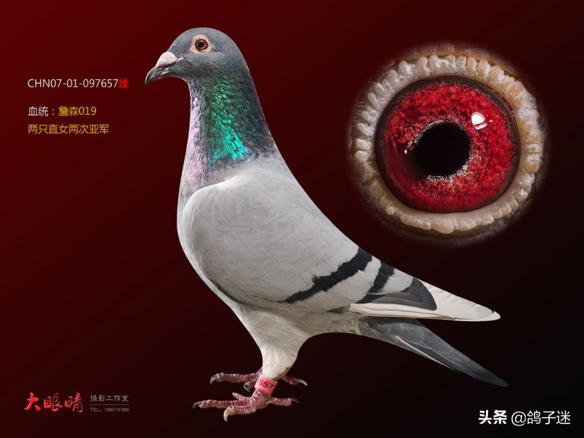 赛鸽眼睛长东西,赛鸽血统重要还是个体重要