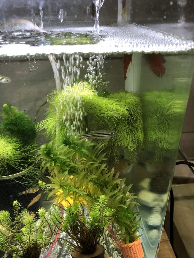 鱼缸水面小气泡多并且不破怎么办,鱼缸水面气泡久久不散是什么原因