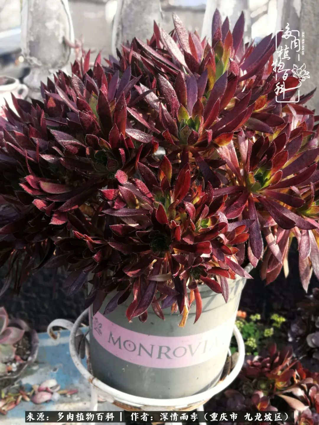 在重庆养多肉养的是一种信仰,重庆养多肉适合用什么土