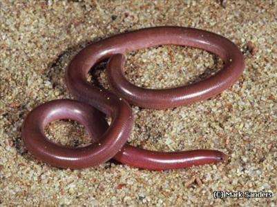 冷血精神病有感情吗,冷血精神病治疗