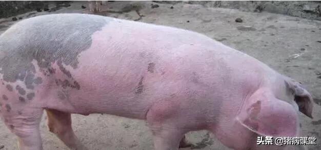 猪血点病防治母猪及产仔少的原因