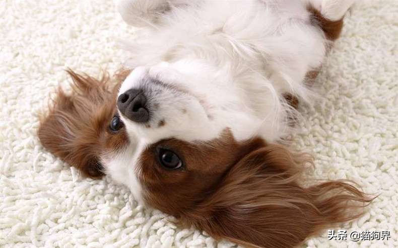 狗狗便便成形是不是代表细小好了,狗狗便便不成形是什么原因