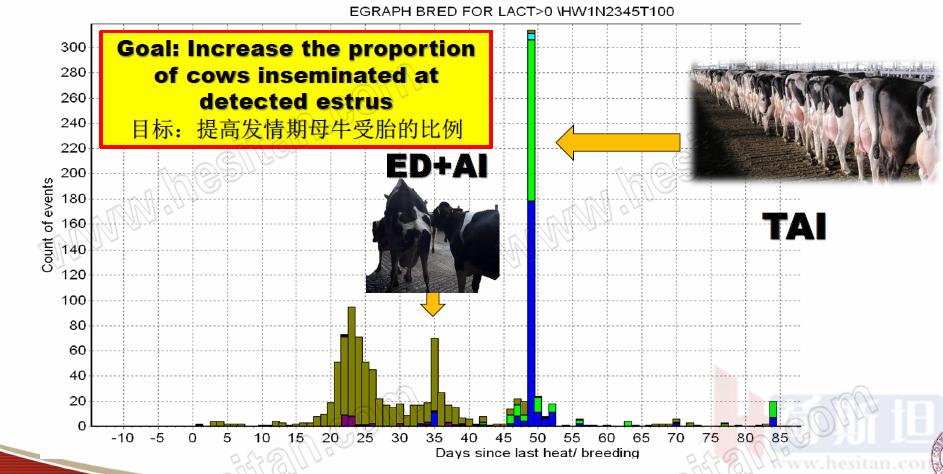 康奈尔大学JulioGiordano:如何通过技术整合优化繁殖性能