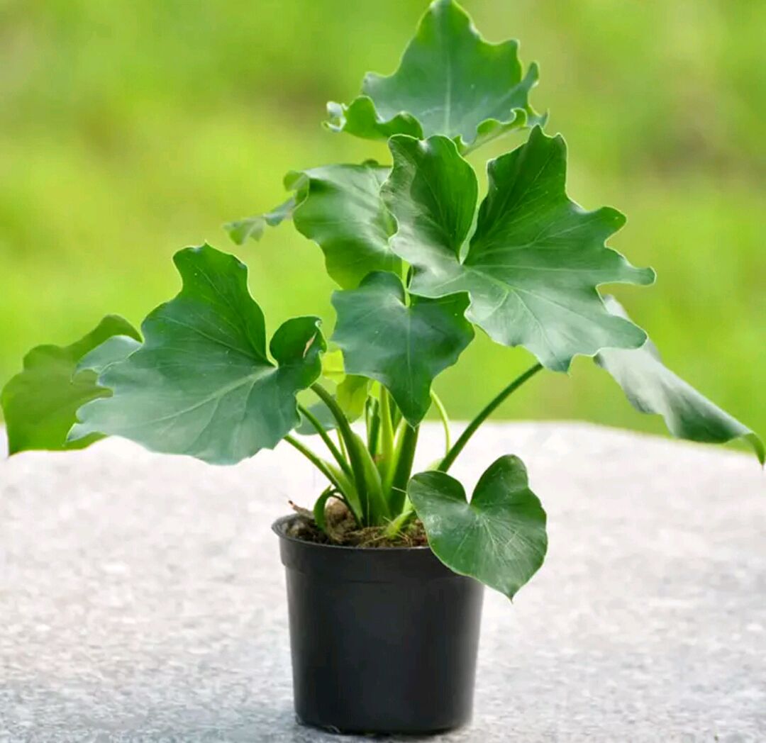 人养花花,人养花花养人哪些花养人